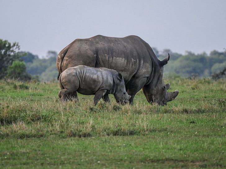 two gray rhinoceroses on grass field