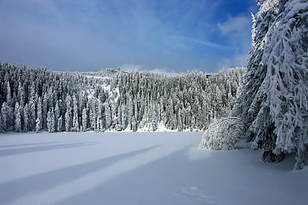 pine trees covered with snow photography