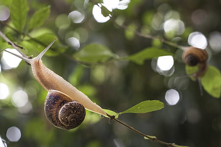 selective focus photography of brown snail on branch