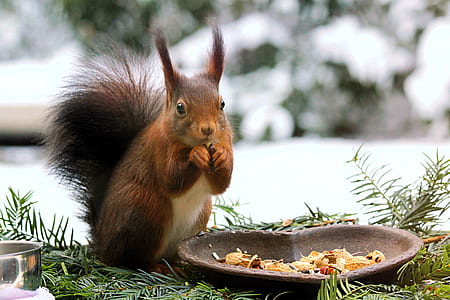 squirrel holding acorn near snow-covered field during daytime