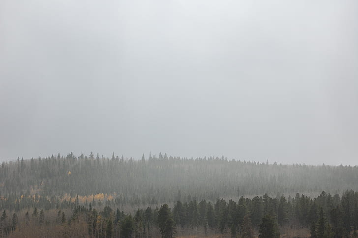 forest, tree, fog, landscape, mist, wood