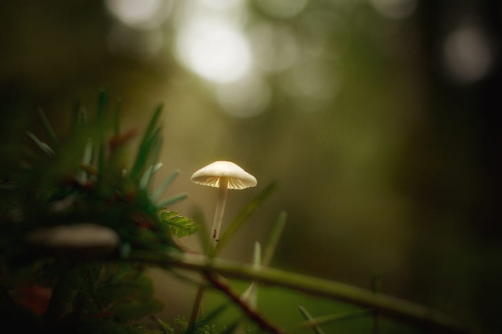 white mushroom in selective-focus photography
