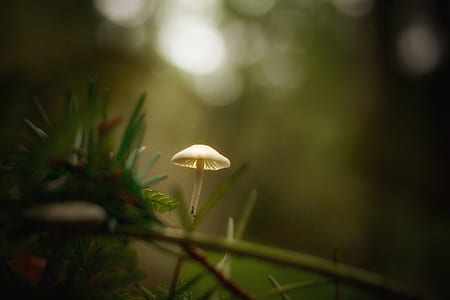 white mushroom in selective-focus photography