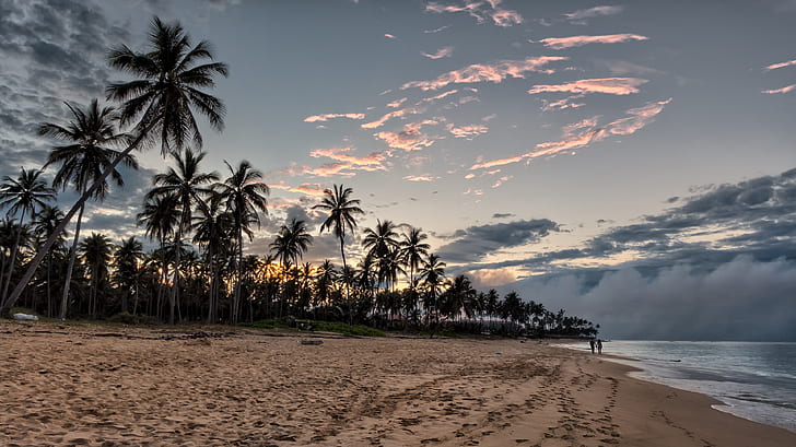 coconut trees near the ocean