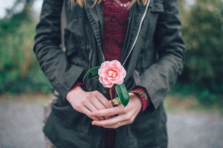 person holding pink rose
