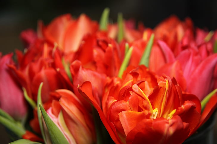 closeup phography red tulips