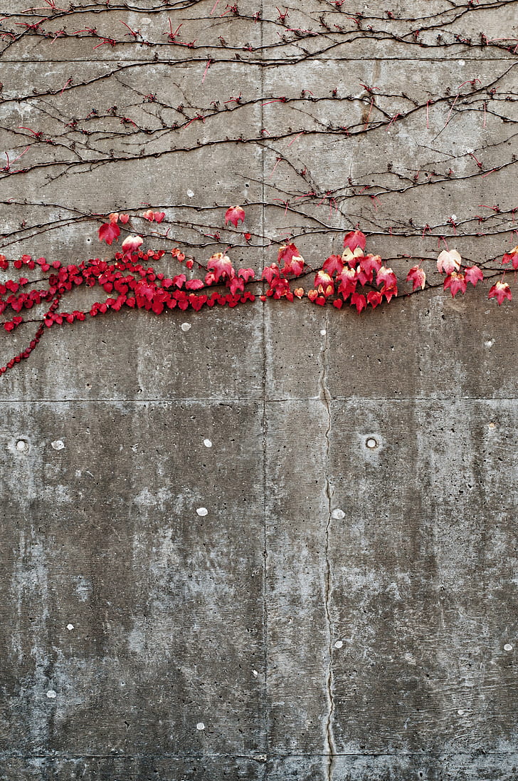 red petal flower plant on concrete wall