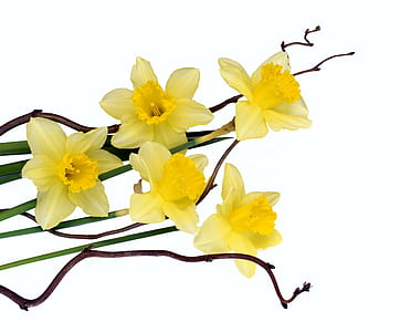 yellow daffodils closeup photo