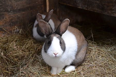 two brown-and-white rabbits