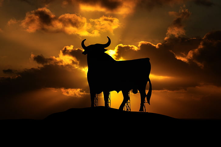 silhouette of a bull during dawn