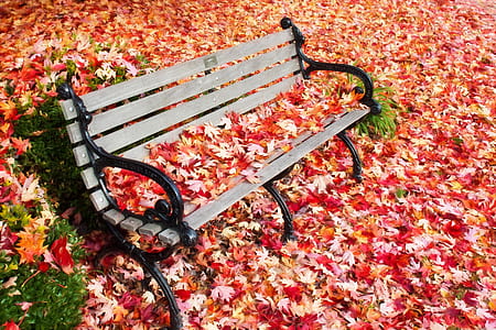 black wrought iron gray wooden bench with red maple leaves