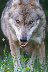 closeup photography of brown and black wolf
