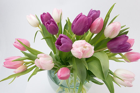closeup photography of pink and white tulips