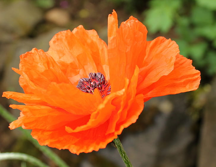 orange poppy in bloom close up photo