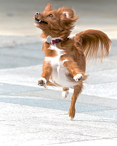 long-coated red and white dog jumping during daytime