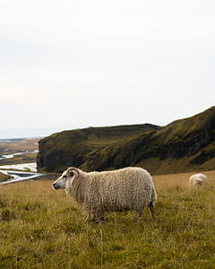 white sheep standing on green grass field during daytime