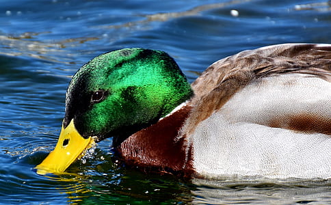 male mallard duck floating on body of water