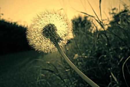 Close Up Photography of Dandelion