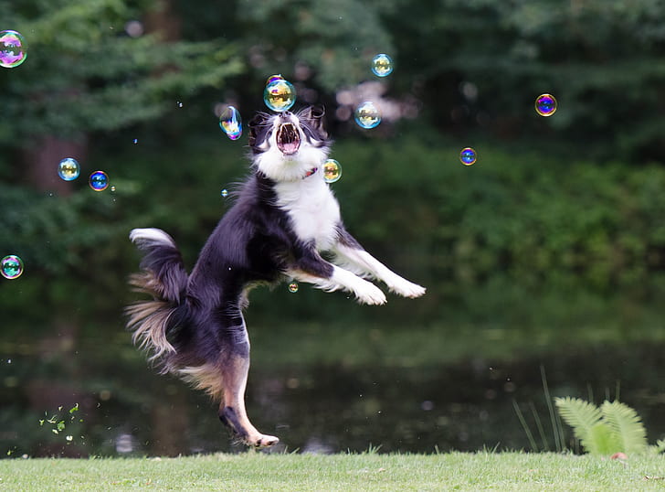 adult black and white border collie playing with bubbles during daytime