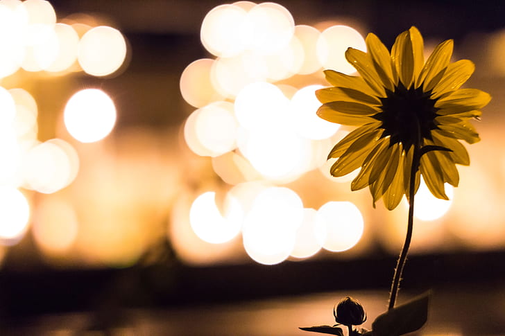 sunflower with bokeh background