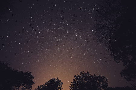 low-angle photography of trees under stars at night