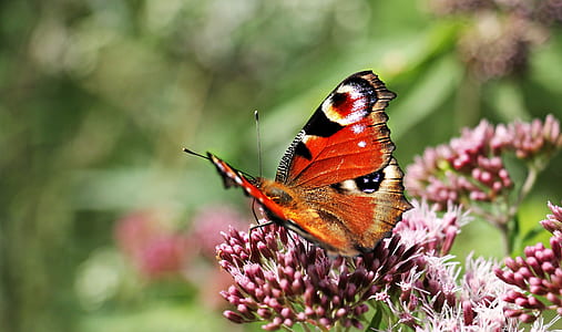 peacock butterfly on pink flower