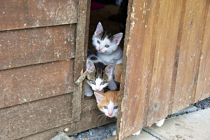 three tabby kittens peeking on door