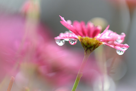 shallow focus photography of pink flower with morning dew