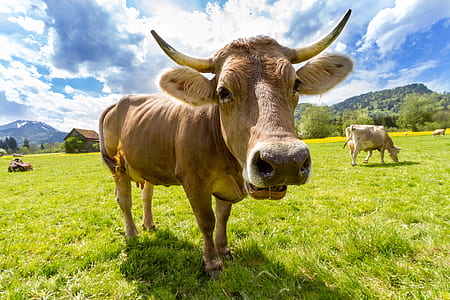 brown cow standing on a grass field