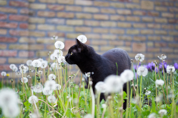 black cat in bed of dandelions photograph