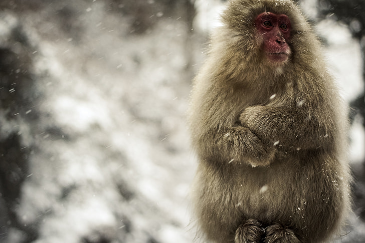gray snow monkey at winter daytime