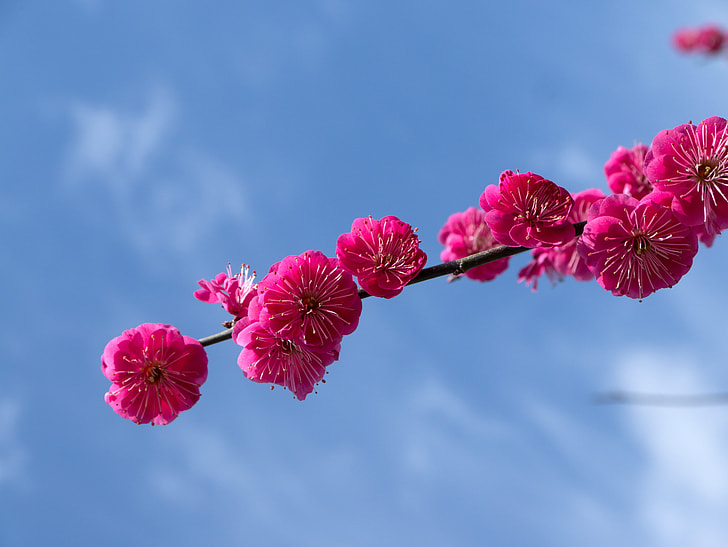 photo of pink flowers on branch