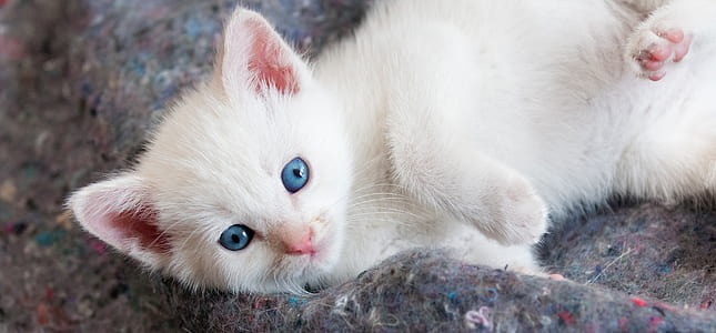 short-coated white kitten