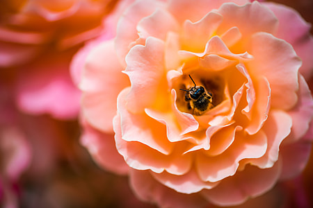 beige petaled flower with Honey Bee photography