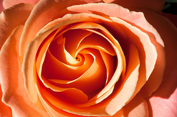 orange rose macro photo