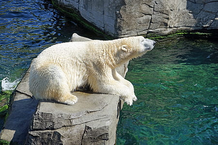 photo of polar bear lying down on rock near body of water