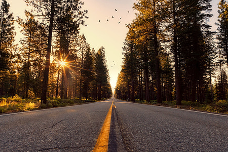 gray asphalt road in middle of pine trees under yellow sunset