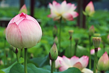 pink-and-white lotus flowers