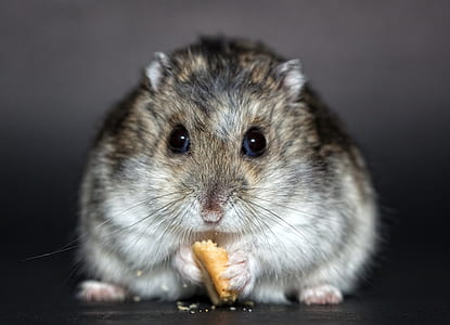 mouse eating biscuit