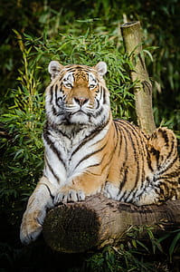 tiger lying on tree trunk