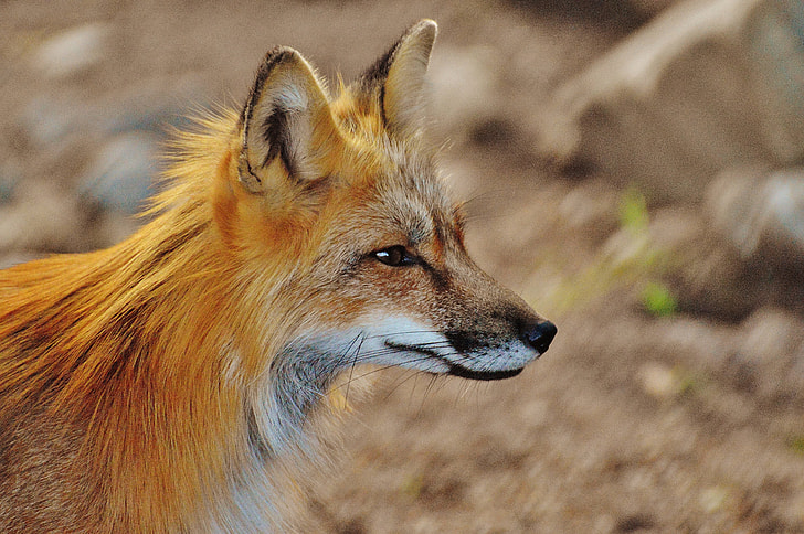 selective photography of brown fox