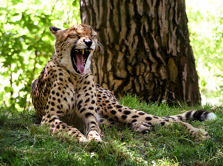 cheetah reclining on green grass