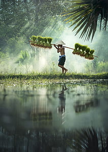 man carrying rice plant seedlings on bamboo stick
