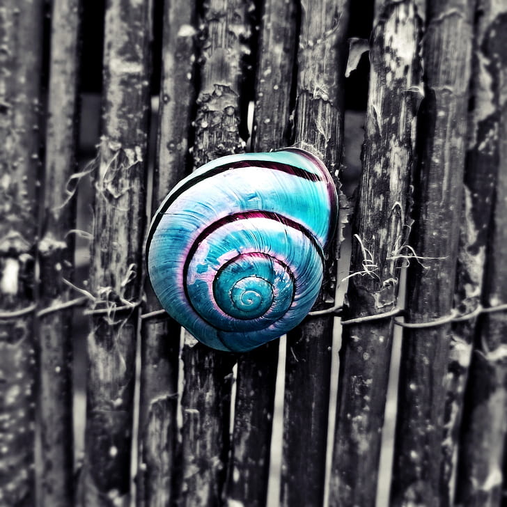 selective color photography of blue snail shell on gray fence