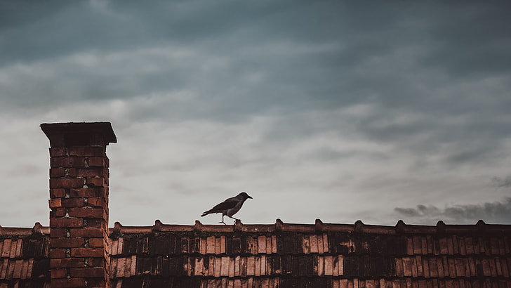 black bird on brown roof under gray cloudy sky