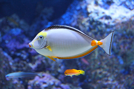 silver and orange fish floating on water