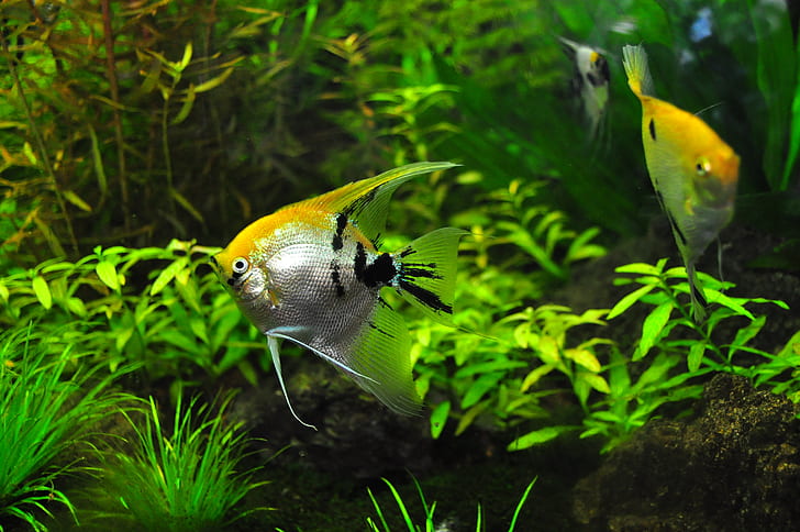 three yellow-and-gray angelfish underwater