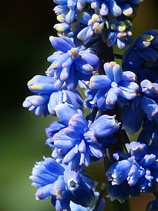 blue petal flowers