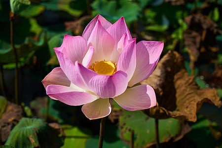 blooming pink lotus flower in close-up photography