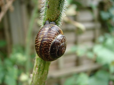 brown snail crawling on green steam
